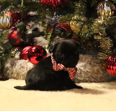 Les chiots de Carlin