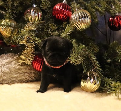 Les chiots de Carlin