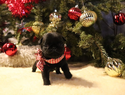 Les chiots de Carlin