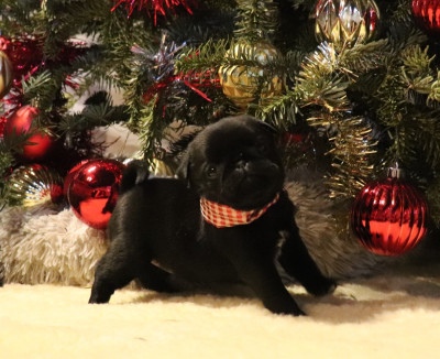 Les chiots de Carlin