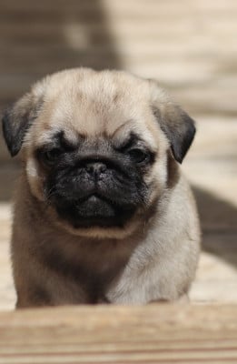 Les chiots de Carlin