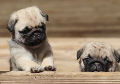 Les chiots de Carlin