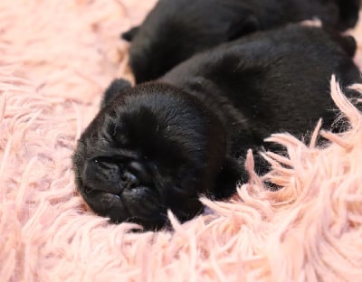 Les chiots de Carlin