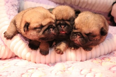 Les chiots de Carlin