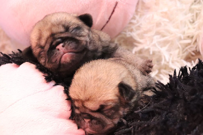 Les chiots de Carlin