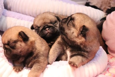 Les chiots de Carlin