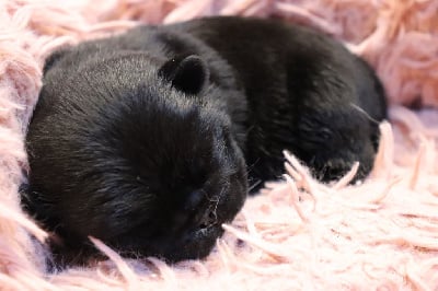 Les chiots de Carlin