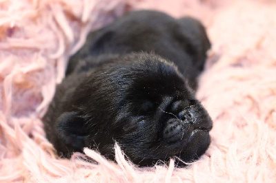 Les chiots de Carlin