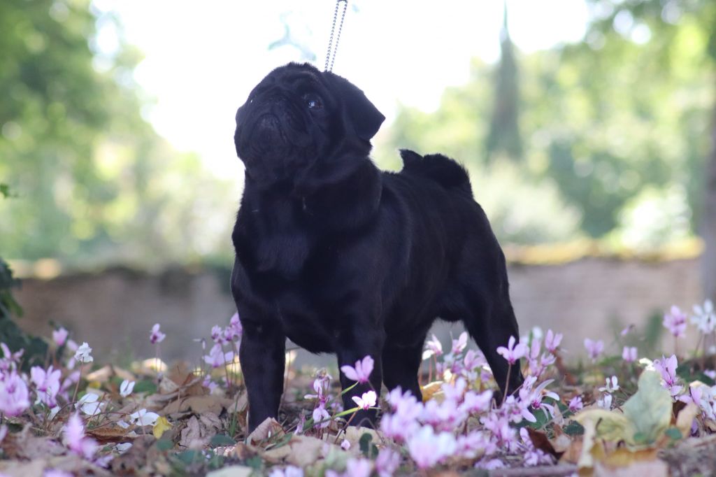 canis celebri Ultrasonic - 2eme EXCELLENT