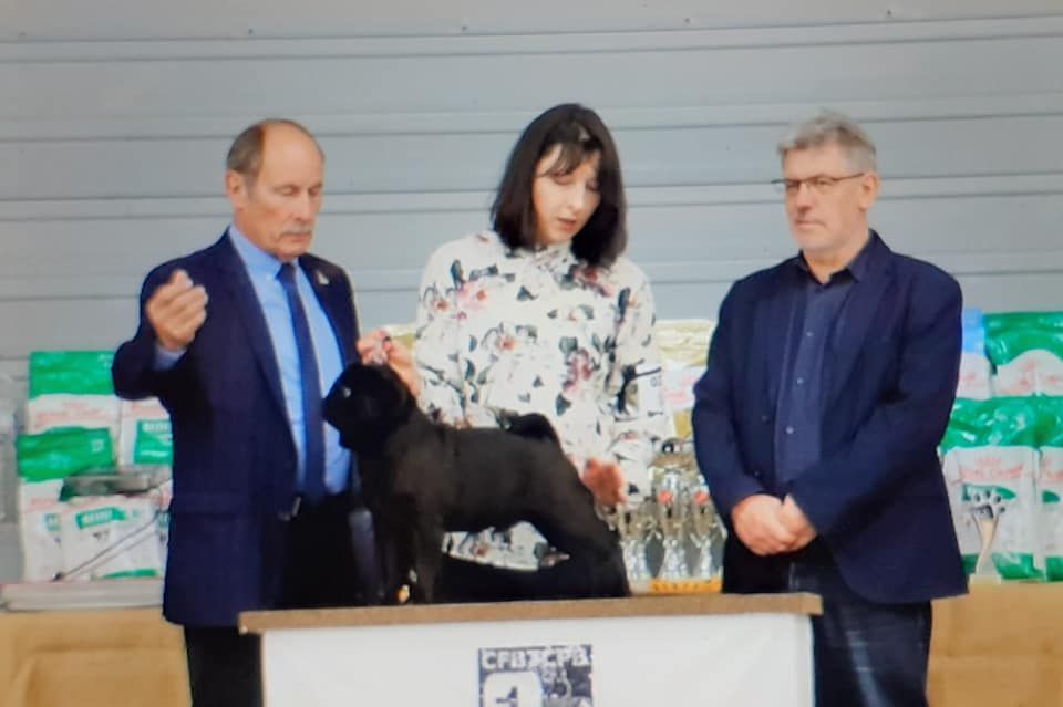 canis celebri Ultrasonic - 1er EXCELLENT