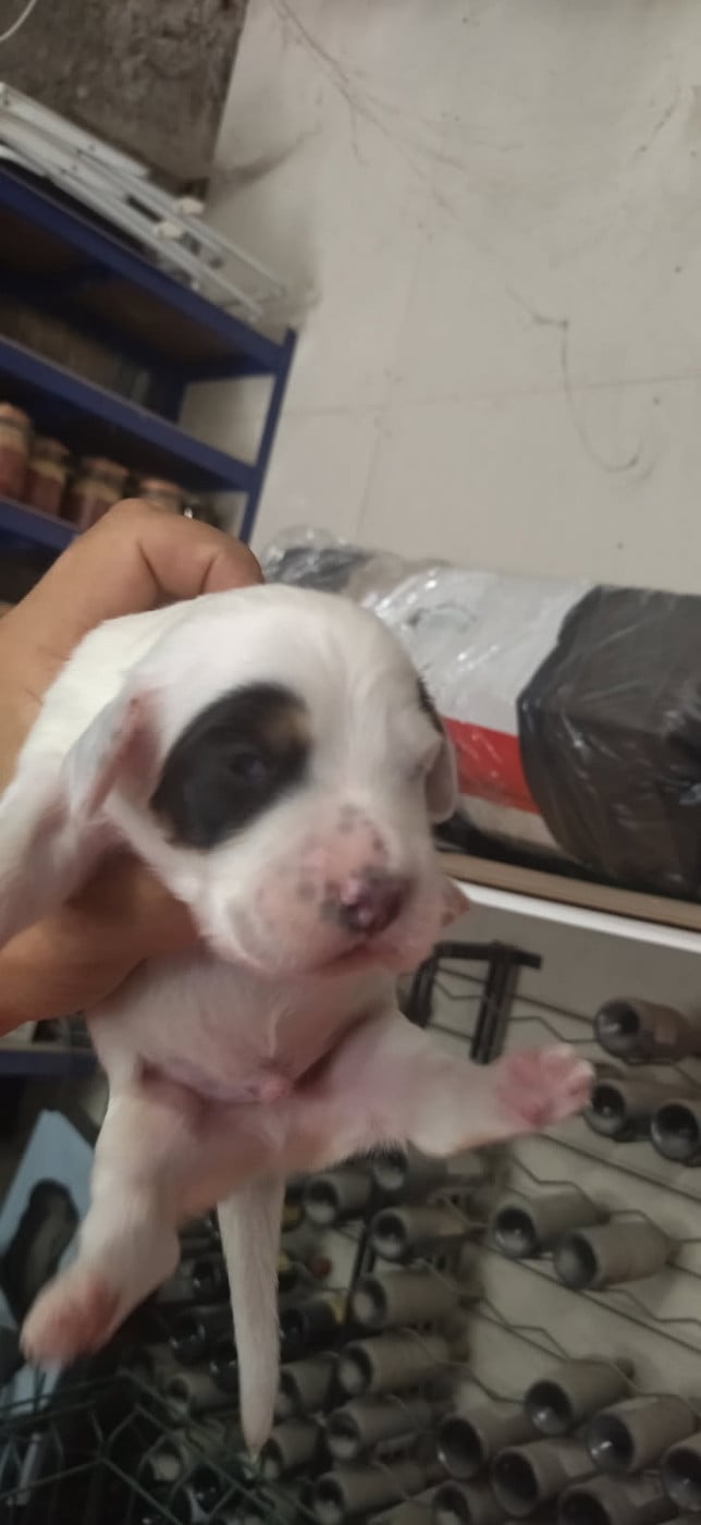 Chiot N°3 - Setter Anglais