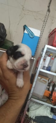 Chiot N°2 - Setter Anglais
