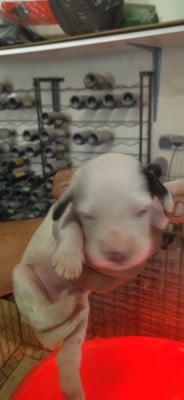 Chiot N°5 - Setter Anglais