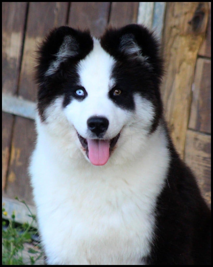 Ultimate fight L'eden Des Shokou