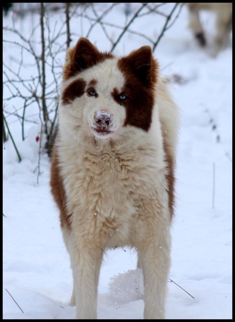svobodnaya staya Opium divine