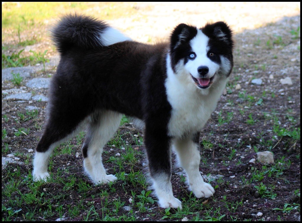 Ultimate fight L'eden Des Shokou