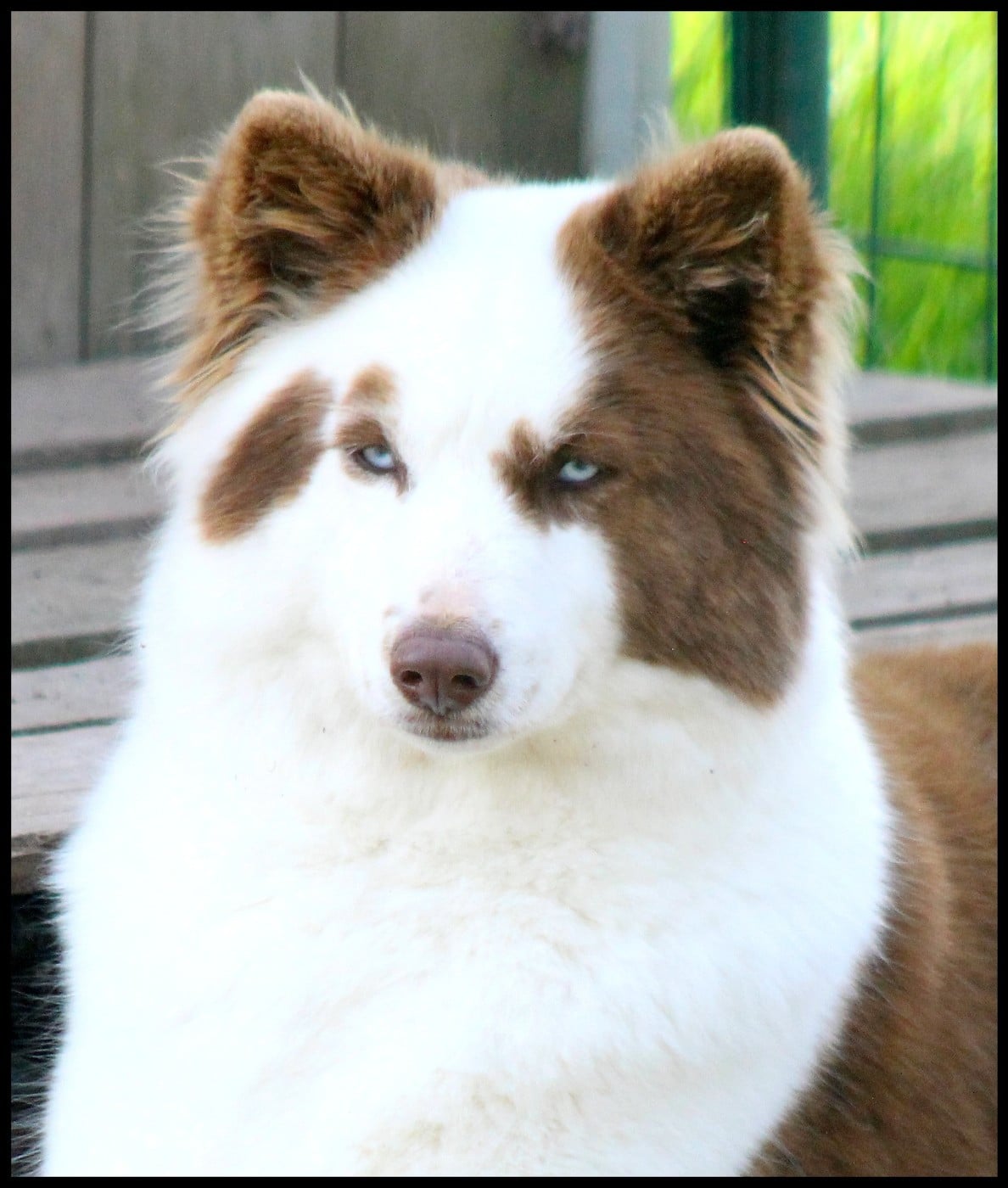 svobodnaya staya Opium divine