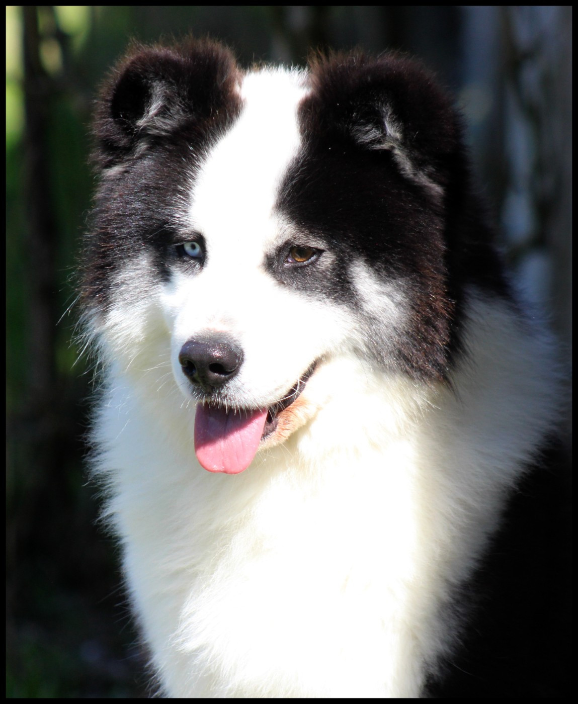 Ultimate fight L'eden Des Shokou