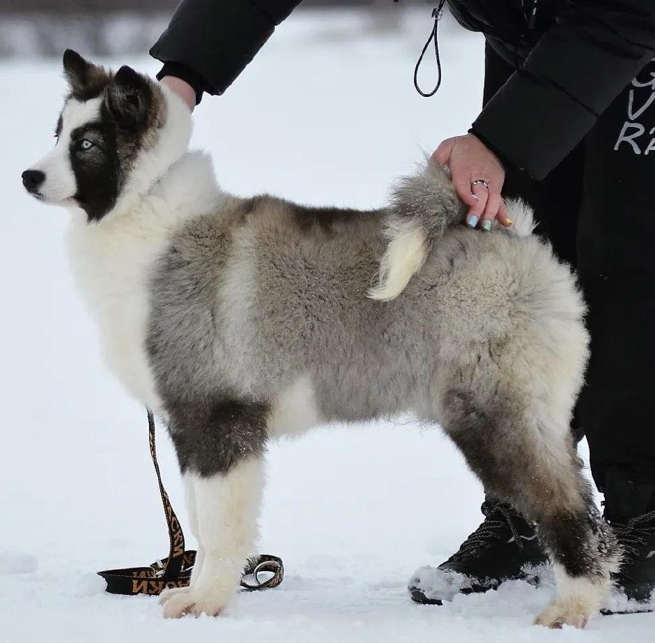 rave review Violin Voice "Lexa"