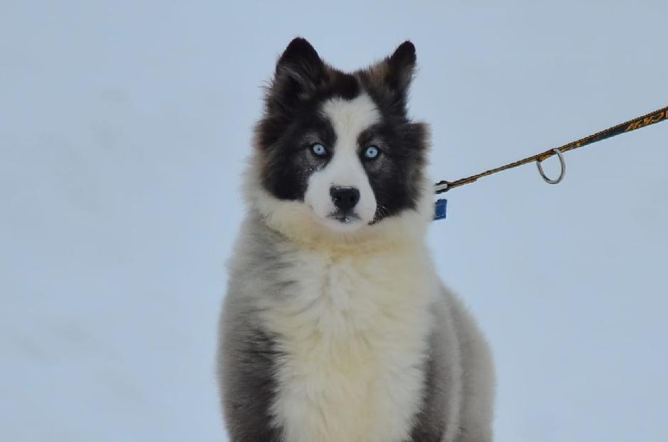 rave review Violin Voice "Lexa"