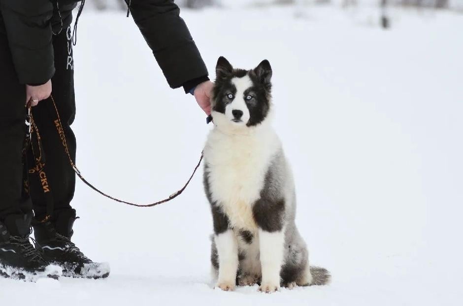 rave review Violin Voice "Lexa"