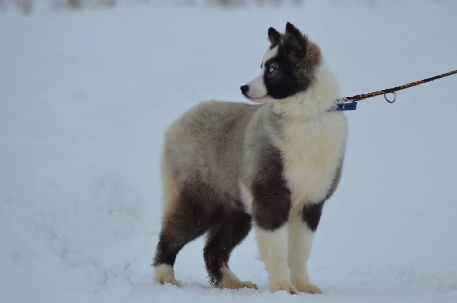 rave review Violin Voice "Lexa"