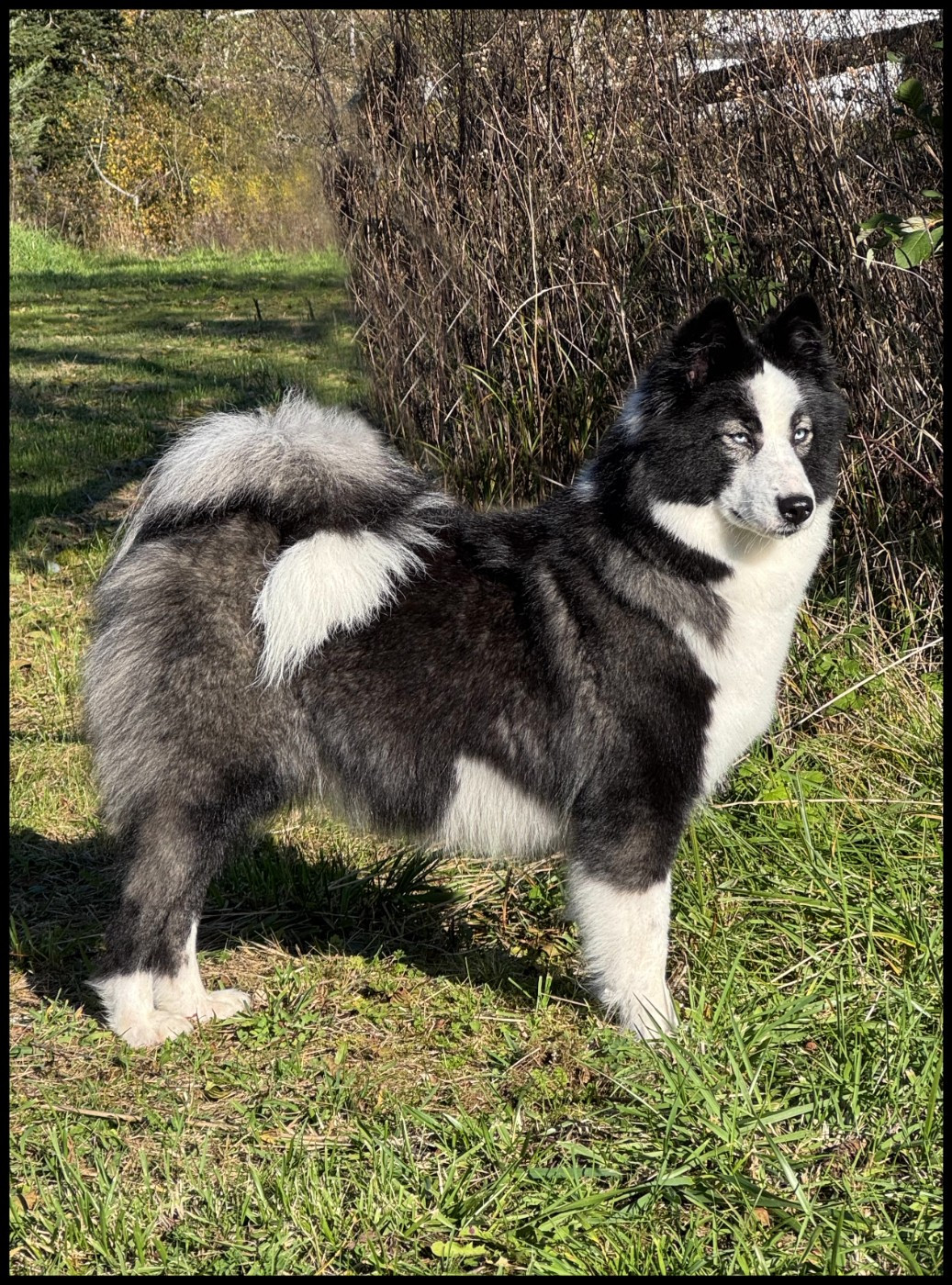 rave review Violin Voice "Lexa"