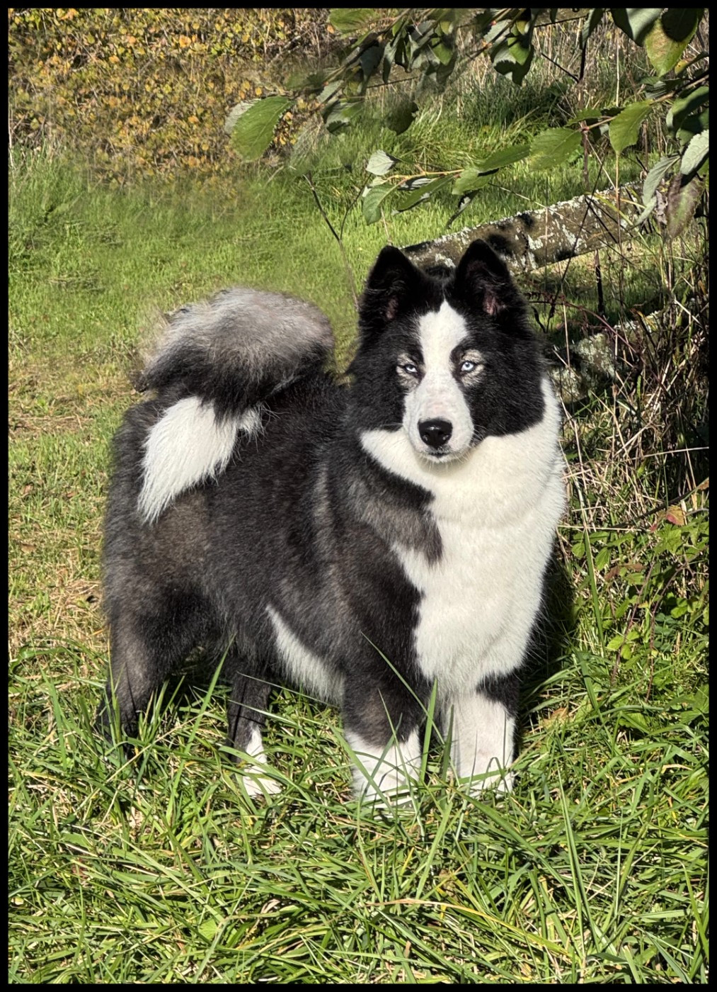 rave review Violin Voice "Lexa"