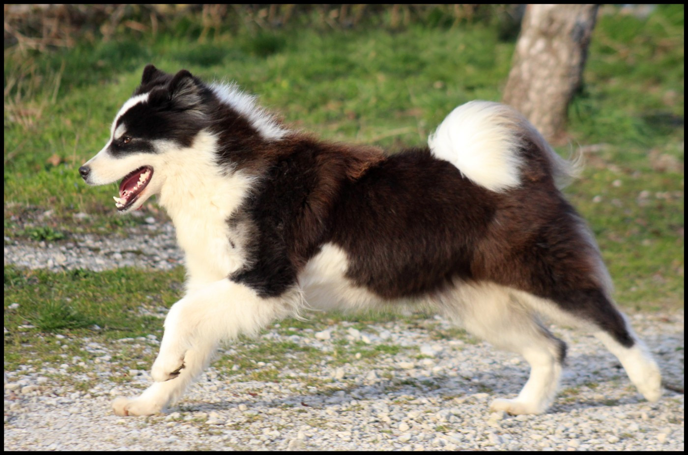 Unforgetable Replay L'eden Des Shokou