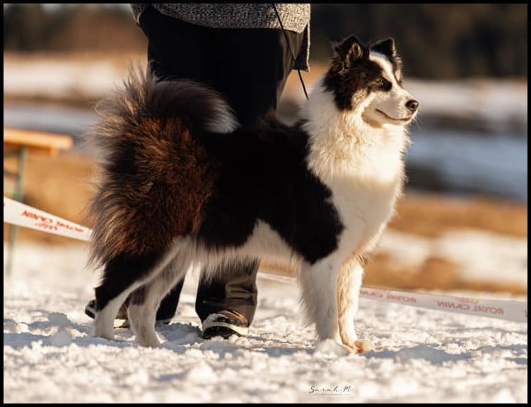 Unforgetable Replay L'eden Des Shokou