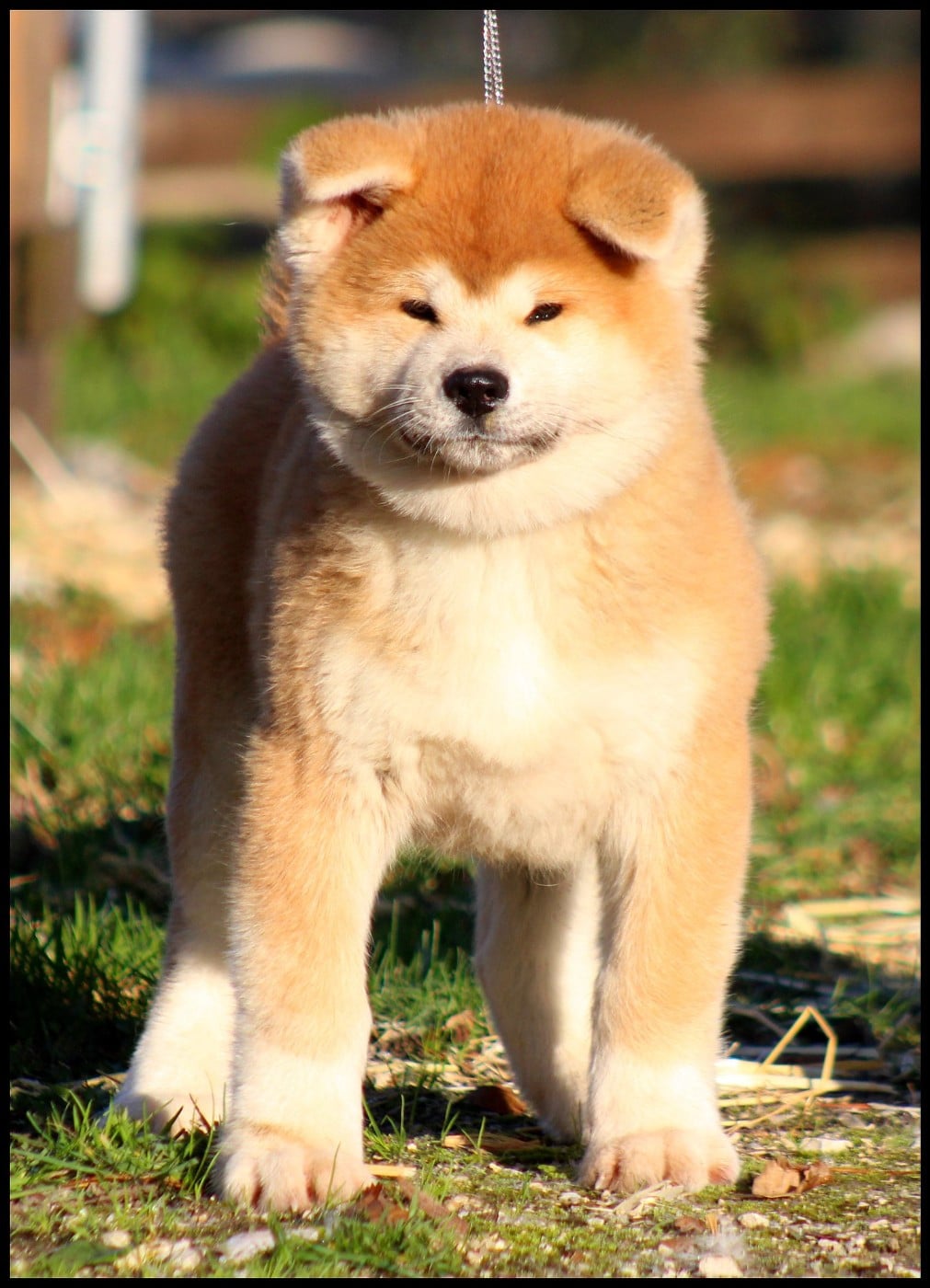 P'Tenkei Go L'eden Des Shokou