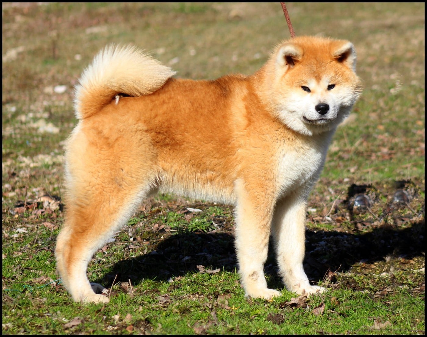 P'Tenkei Go L'eden Des Shokou