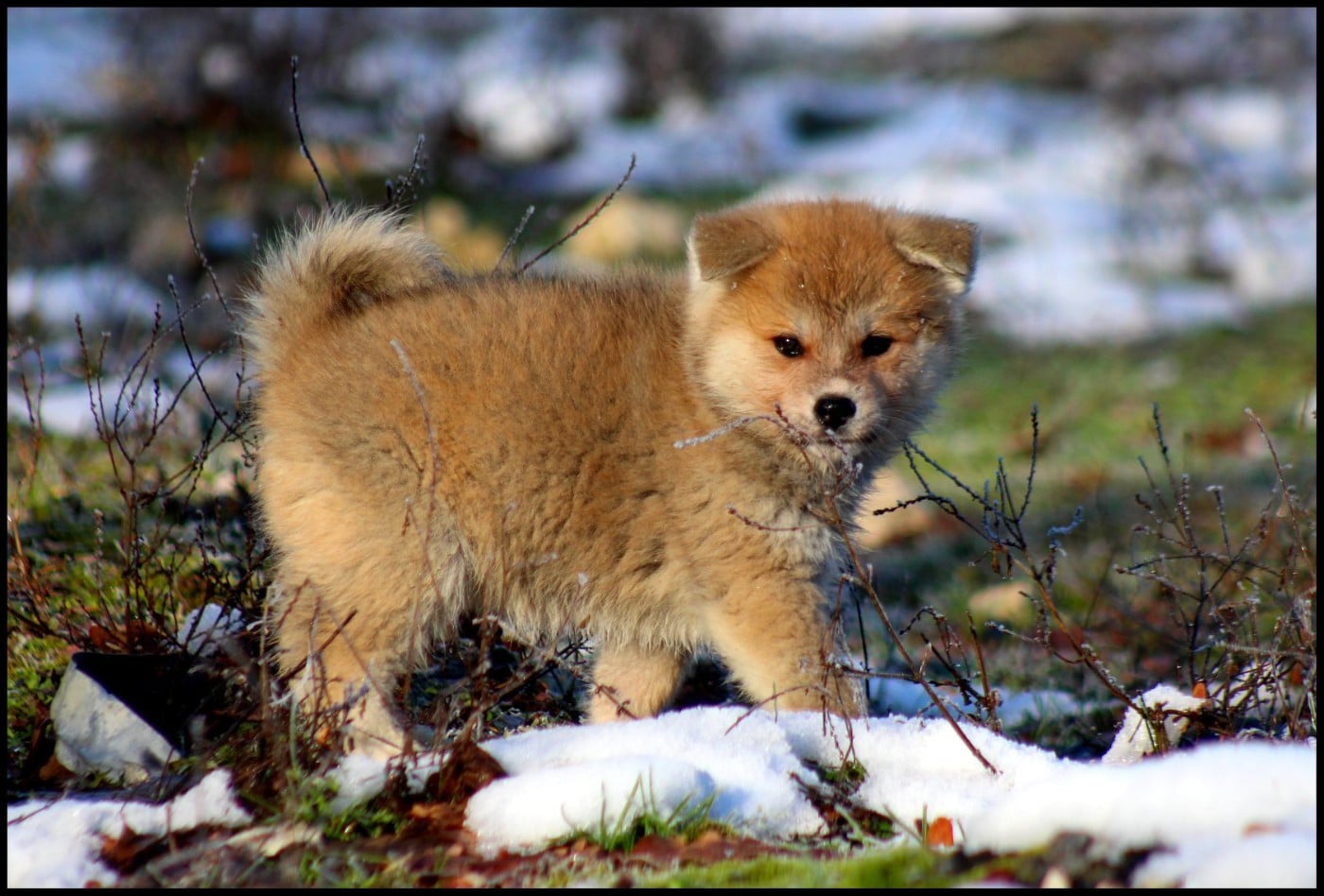 Nisei de l'eden des shokou