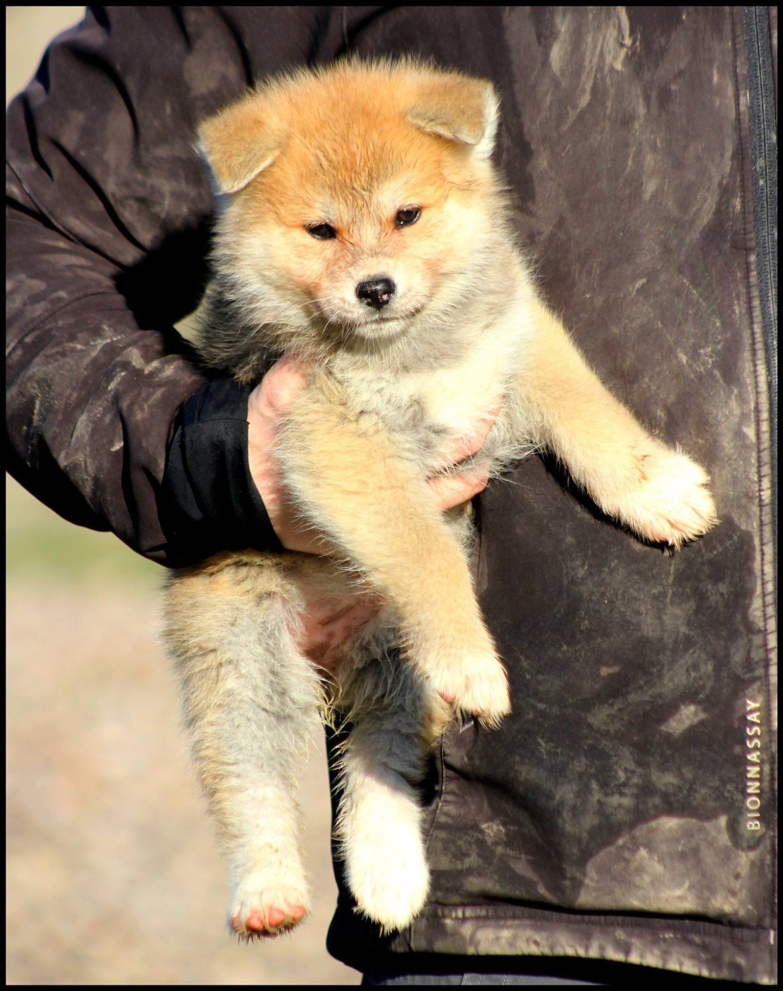 Nisei de l'eden des shokou