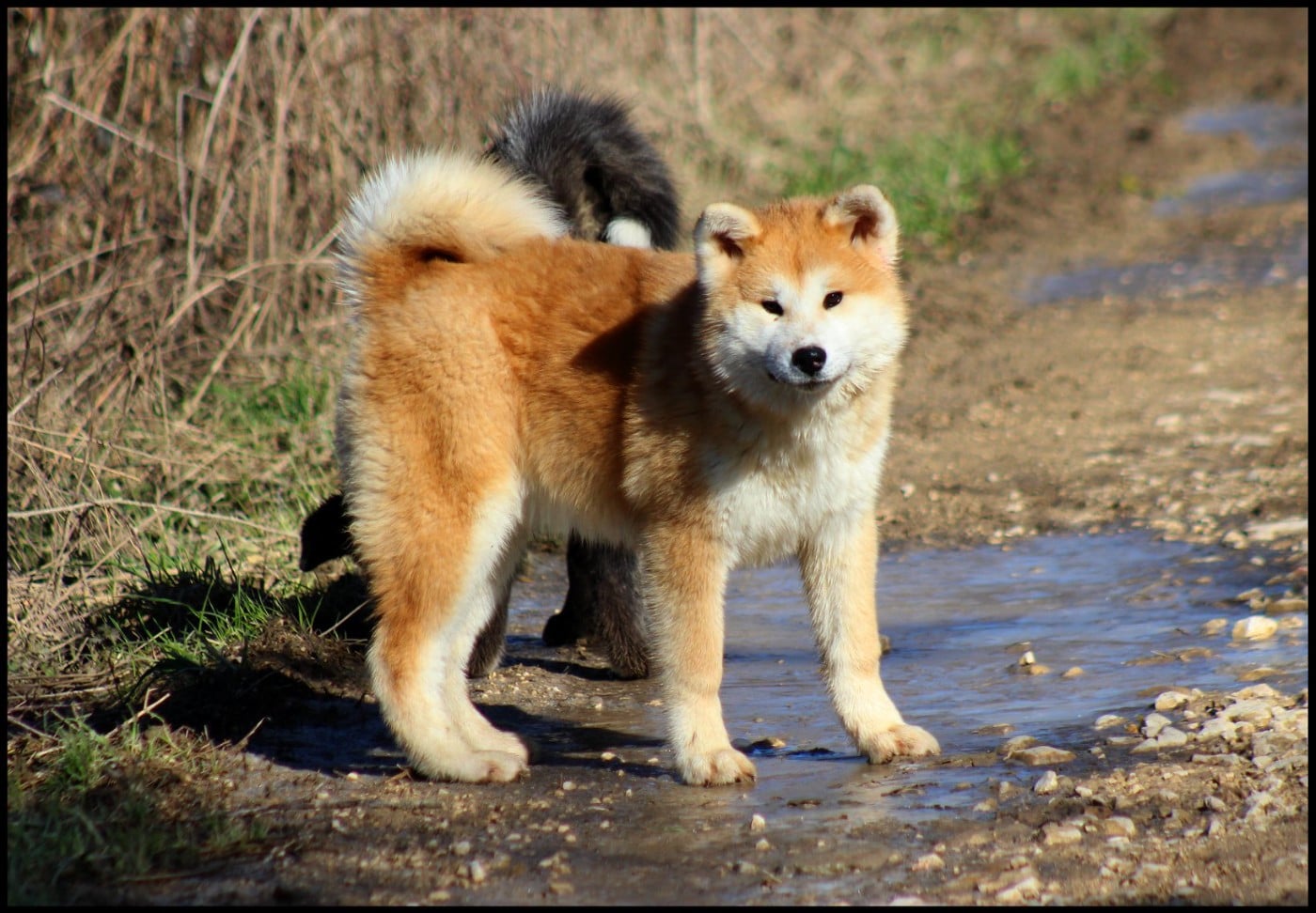 Nisei de l'eden des shokou