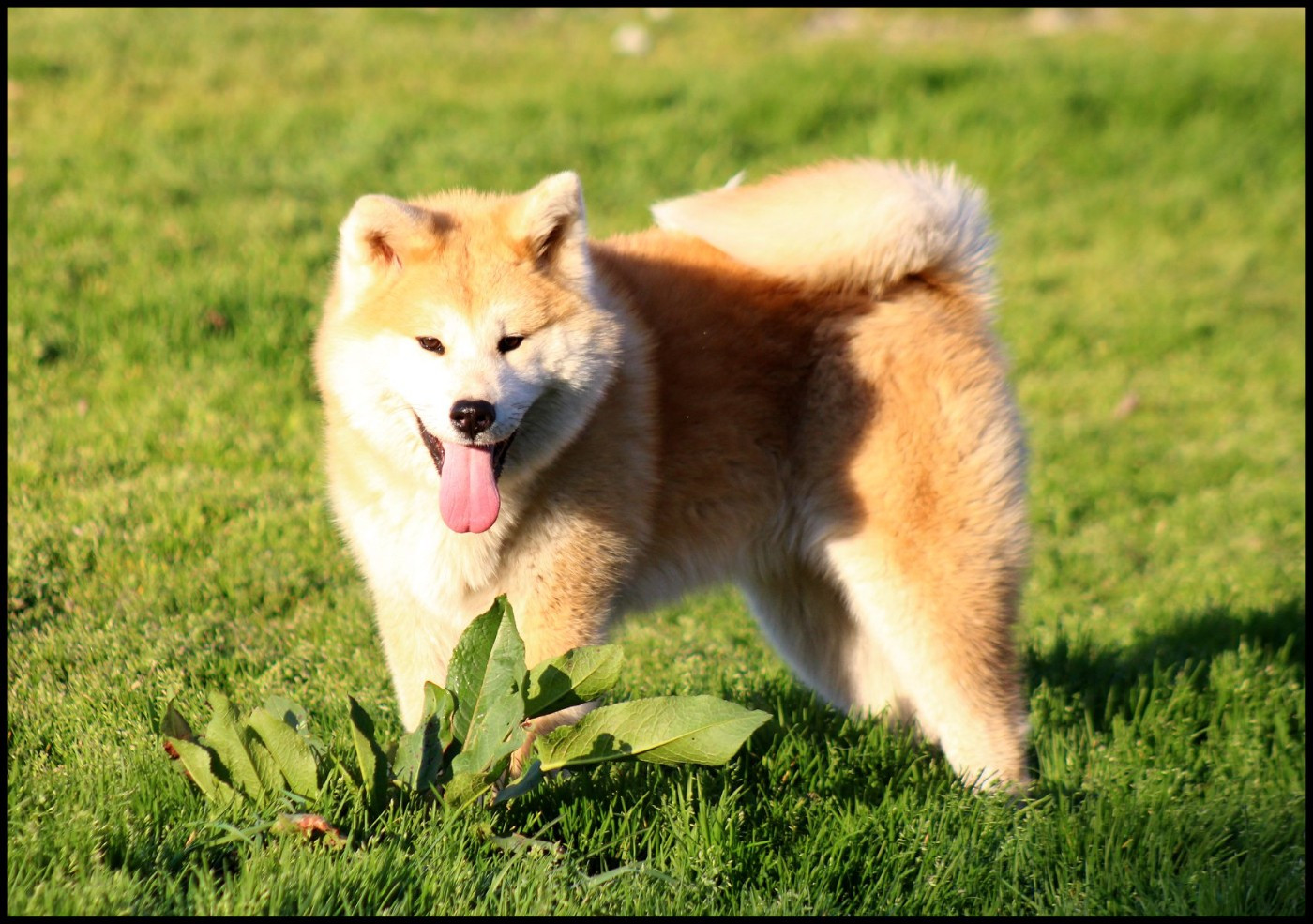 Nisei de l'eden des shokou