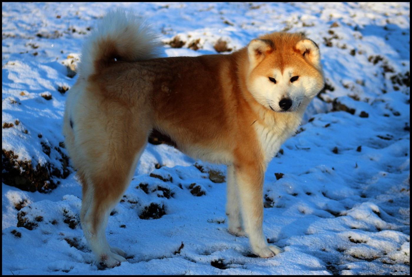 Nisei de l'eden des shokou