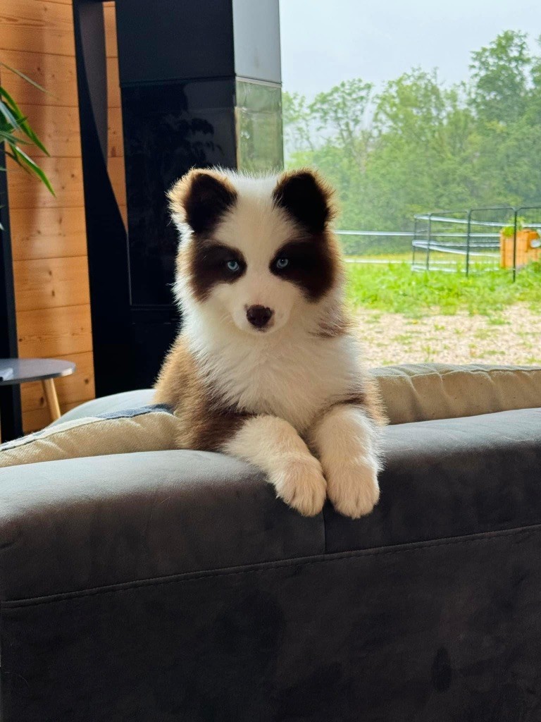 Venom L'eden Des Shokou