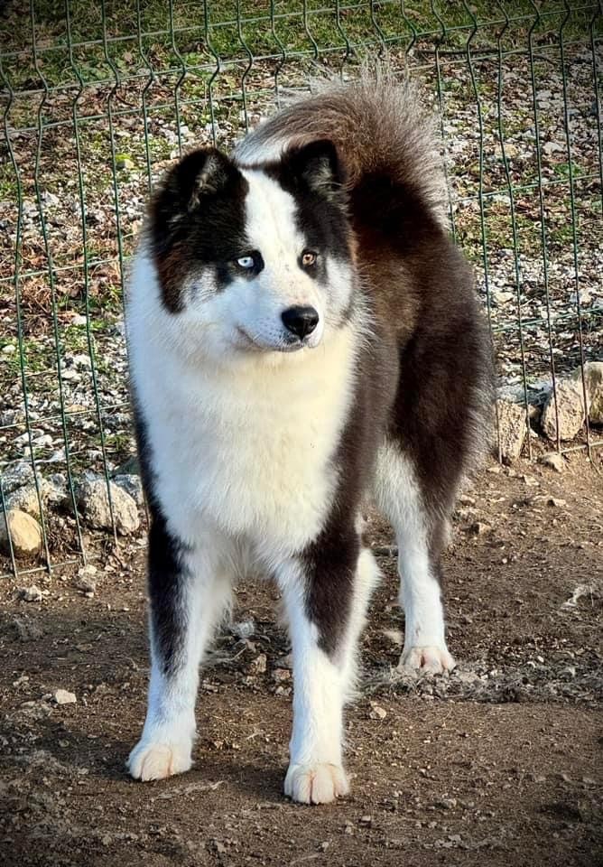 Ultimate fight L'eden Des Shokou