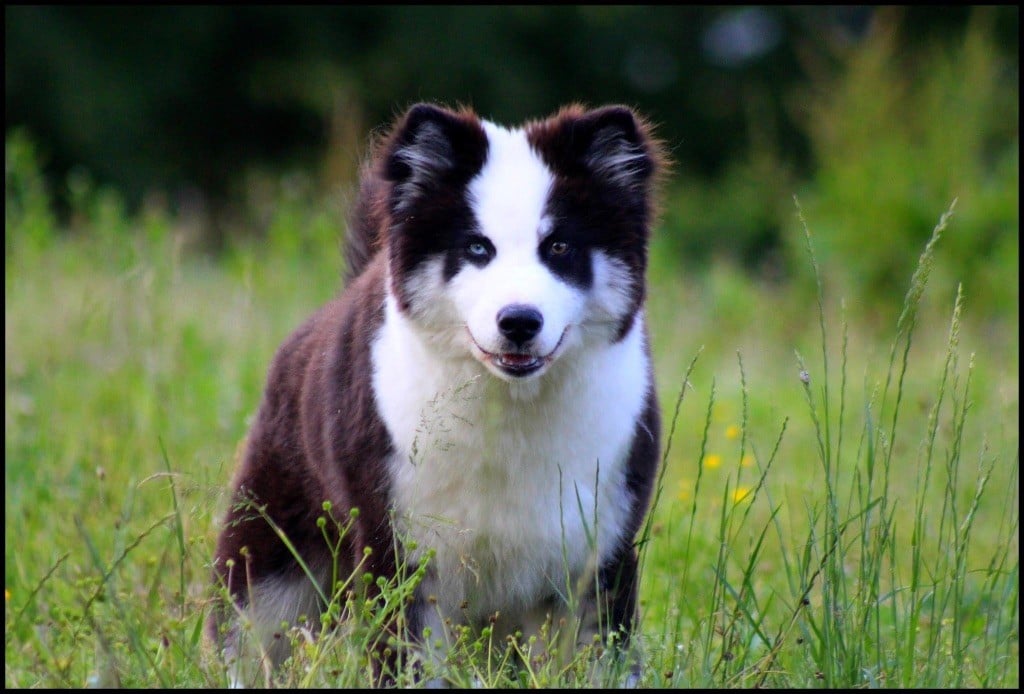 Ultimate fight L'eden Des Shokou