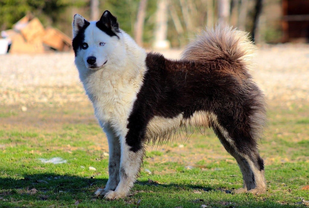 russkaya skazka Vuk dit « ipso »