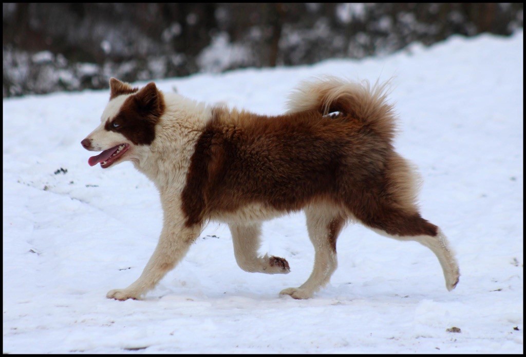 svobodnaya staya Opium divine