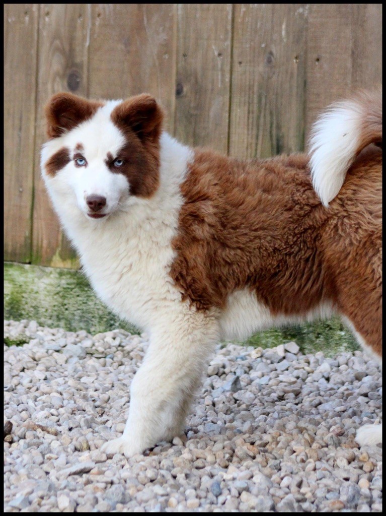 svobodnaya staya Opium divine