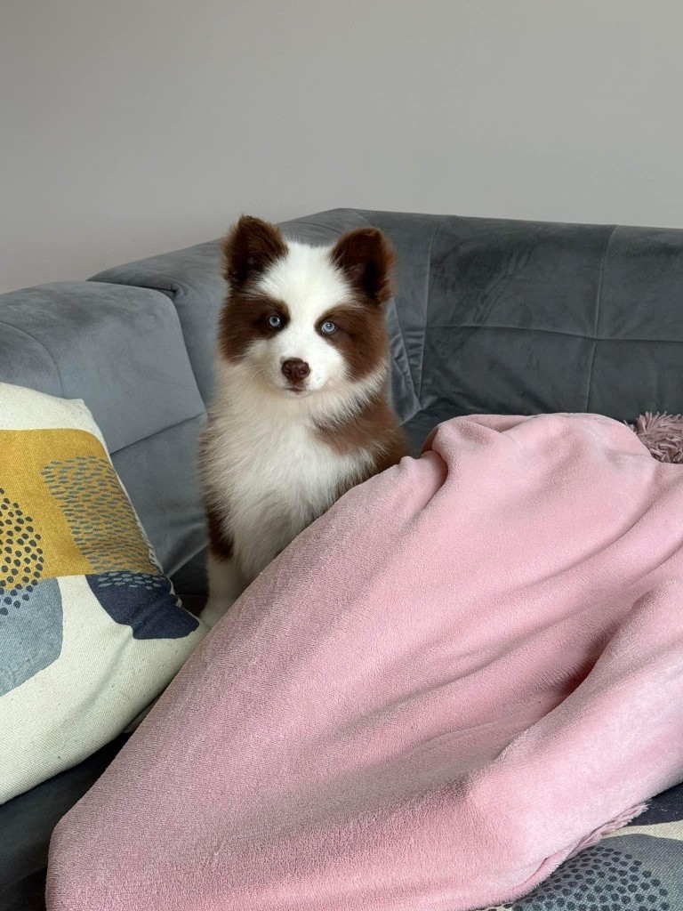 Venom L'eden Des Shokou