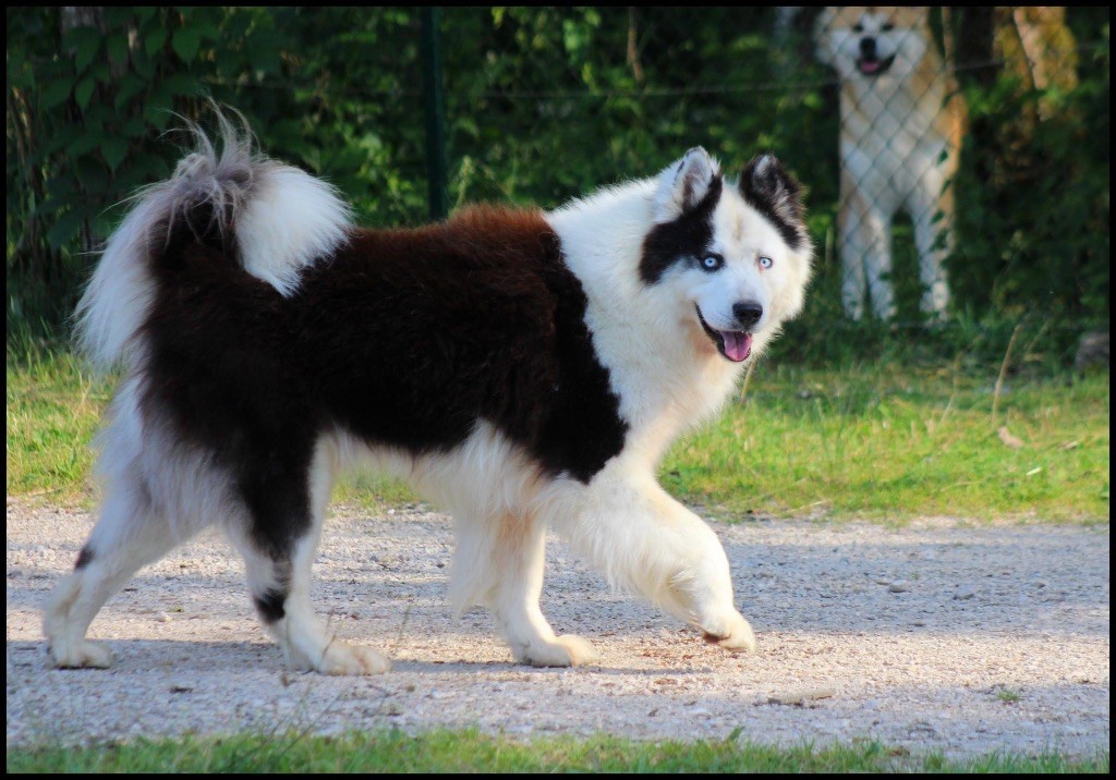 russkaya skazka Vuk dit « ipso »