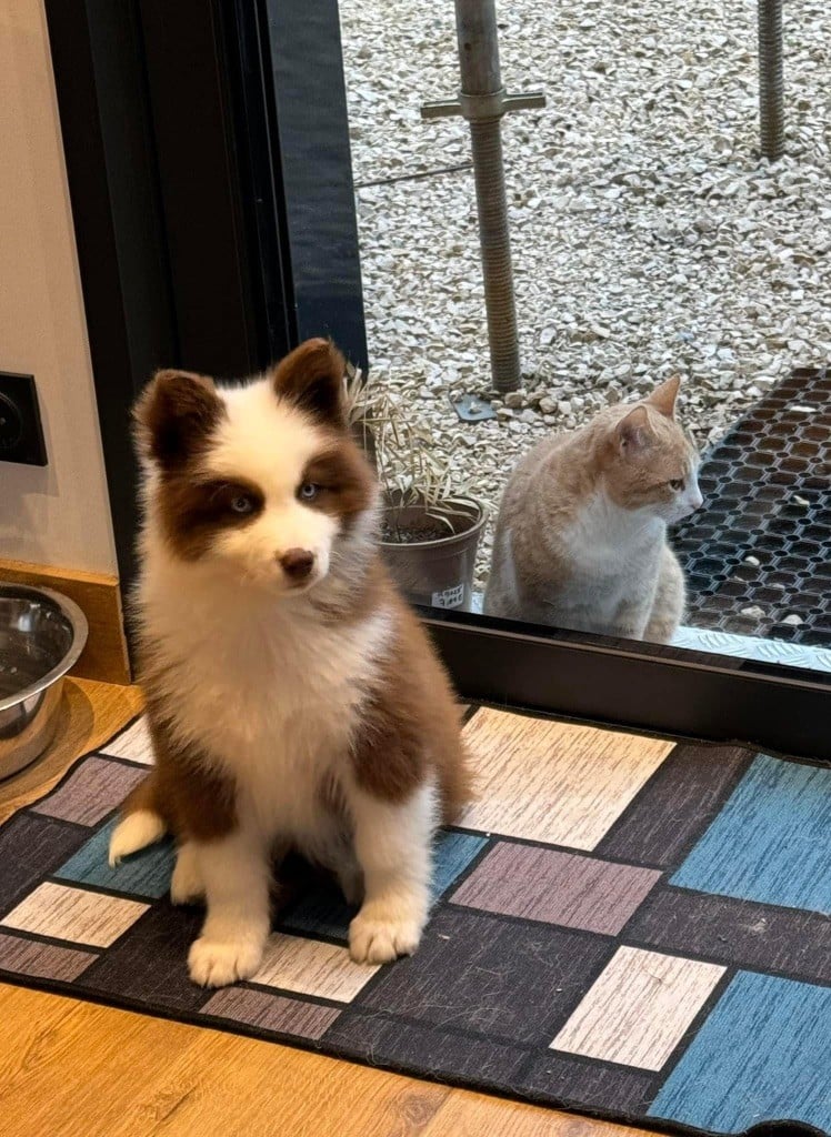 Venom L'eden Des Shokou