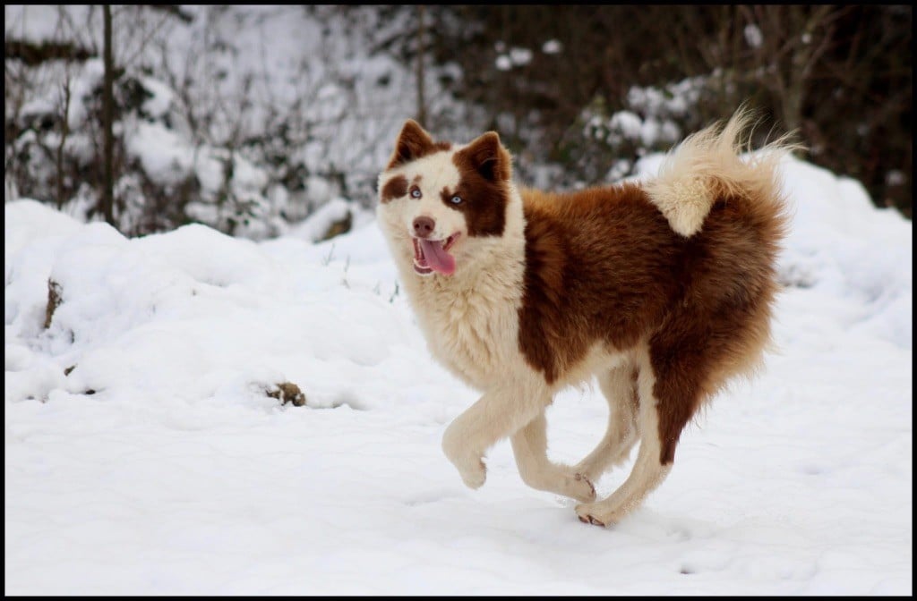 svobodnaya staya Opium divine