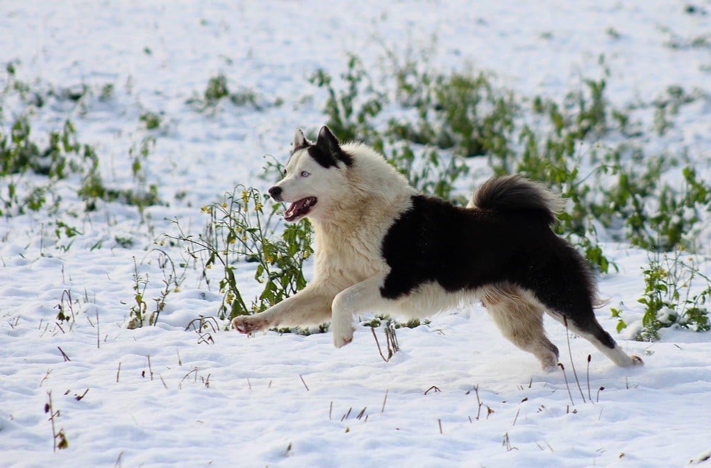 russkaya skazka Vuk dit « ipso »
