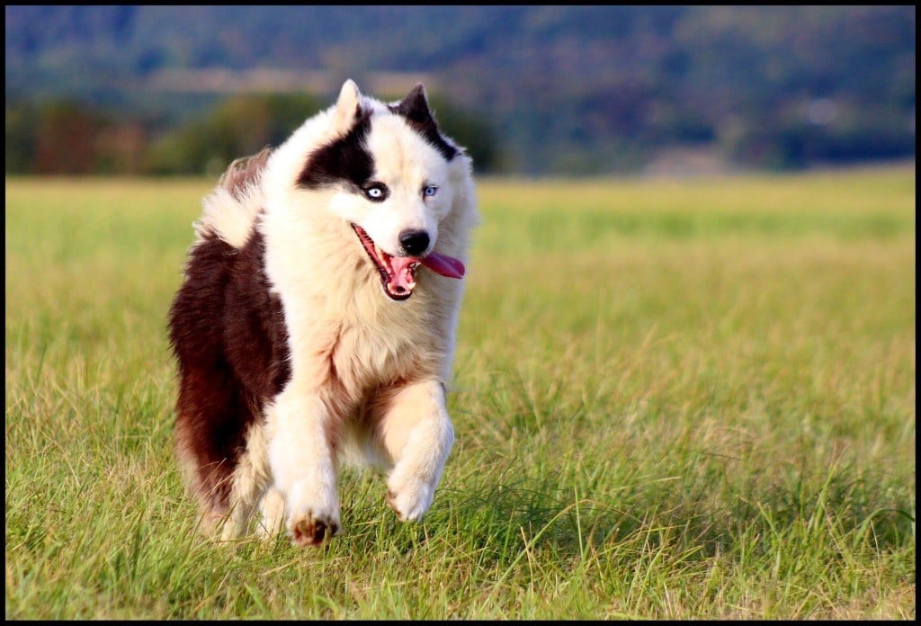 russkaya skazka Vuk dit « ipso »