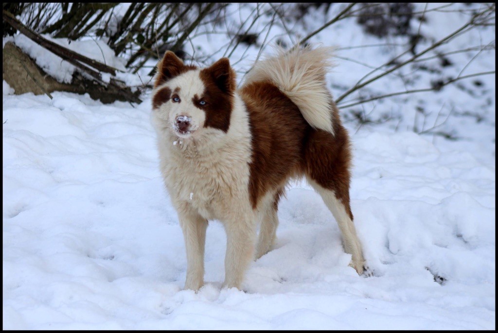 svobodnaya staya Opium divine